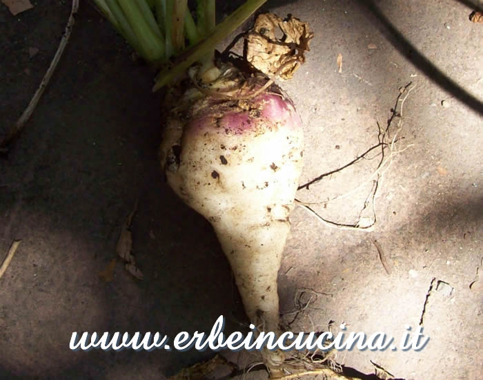 Rapa slovena da Kranj / Turnip Round from Kranj