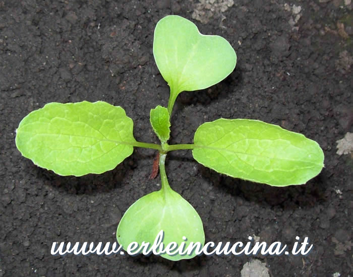 Giovane pianta di ravanello Burro / Young plant