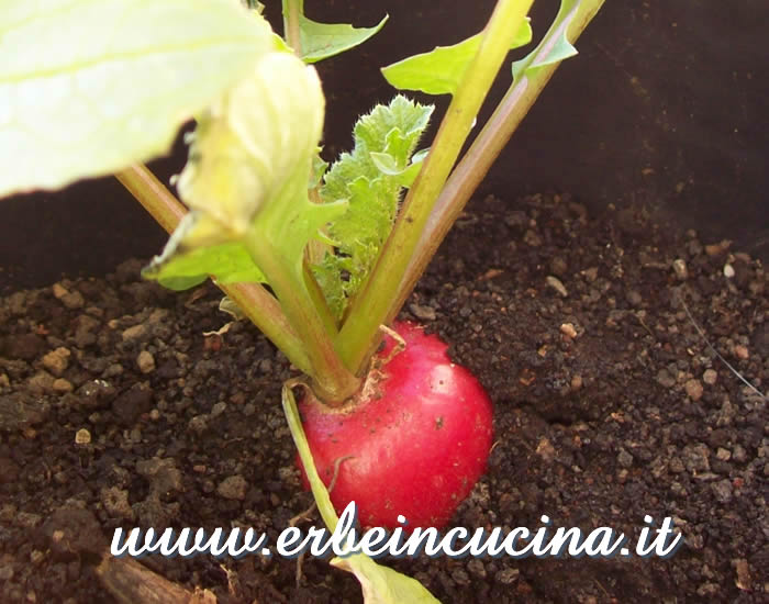 Ravanello Burro pronto da raccogliere / Burro Radish, ready to be harvested