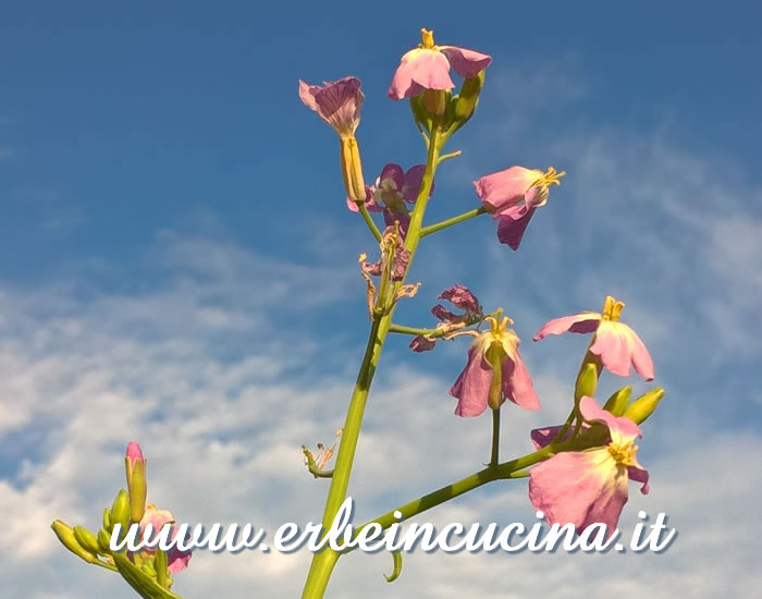 Fiori di ravanello Hailstone / Hailstone radish flowers