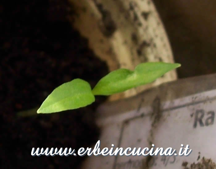 Peperoncino Rawit appena nato / Newborn Rawit chili plant