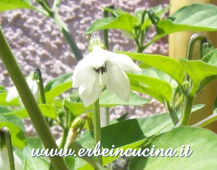 Fiore di peperoncino Rawit  / Rawit chili flower