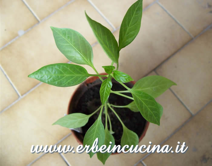 Giovane pianta di Red Devil / Red Devil chili, young plant