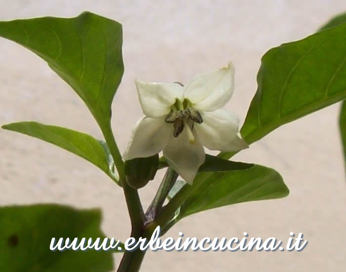 Fiore di Red Devil / Red Devil pepper flower