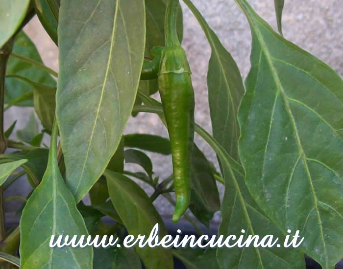 Peperoncino Red Devil non ancora maturo / Unripe Red Devil chili pepper pod