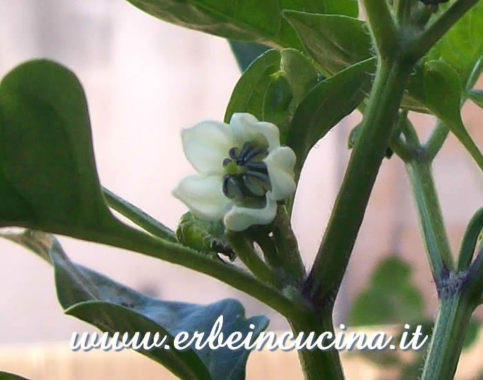 Fiore di peperoncino Redskin / Redskin chili pepper flower