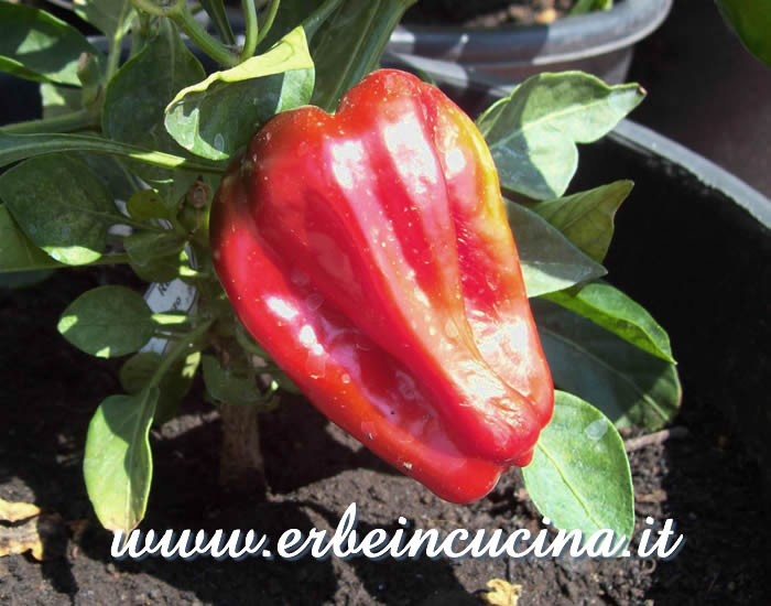 Peperoncino Redskin maturo / Ripe Redskin chili pepper pod
