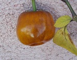 Rocoto Canario