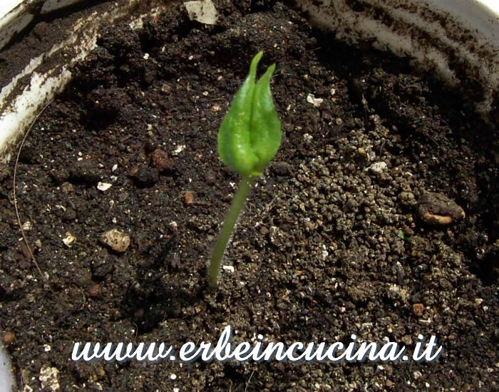 Peperoncino Rocoto Canario appena nato, monocotiledone / Newborn Rocoto Canario chili pepper plant, monocotyledon
