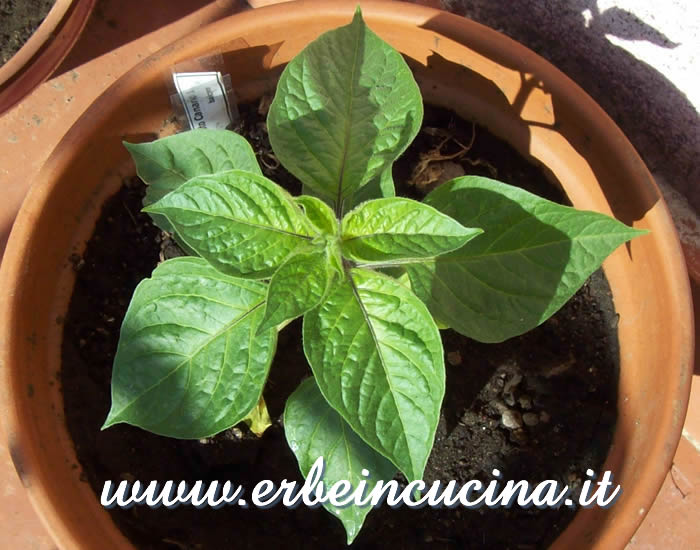 Giovane pianta di Peperoncino Rocoto Canario / Rocoto Canario chili pepper, young plant
