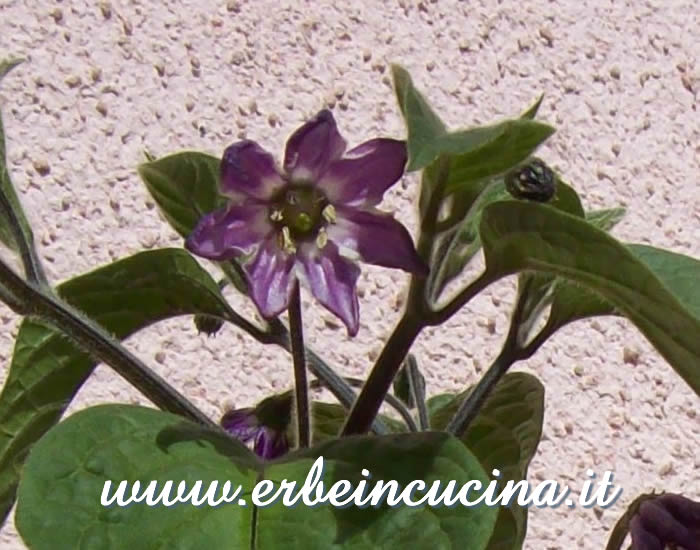 Fiore di peperoncino Rocoto Canario / Rocoto Canario chili pepper flower