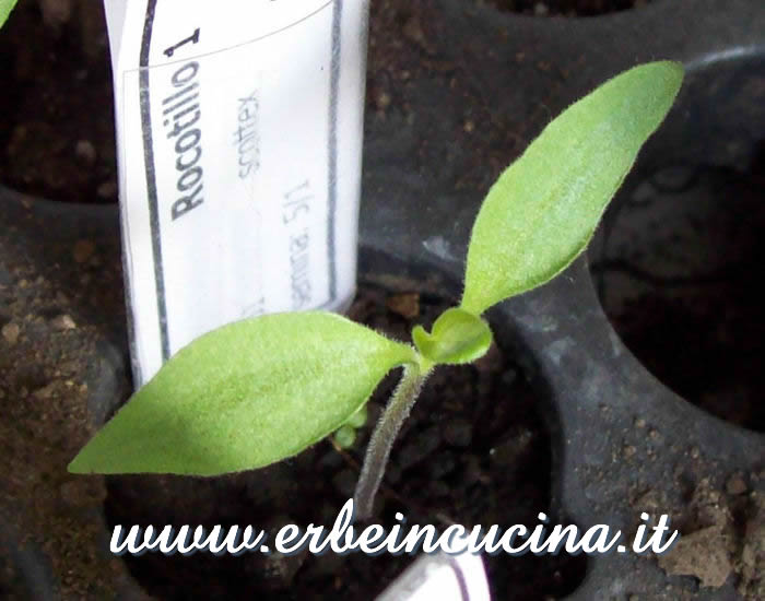 Piantina neonata di Rocotillo / Newborn Rocotillo plant