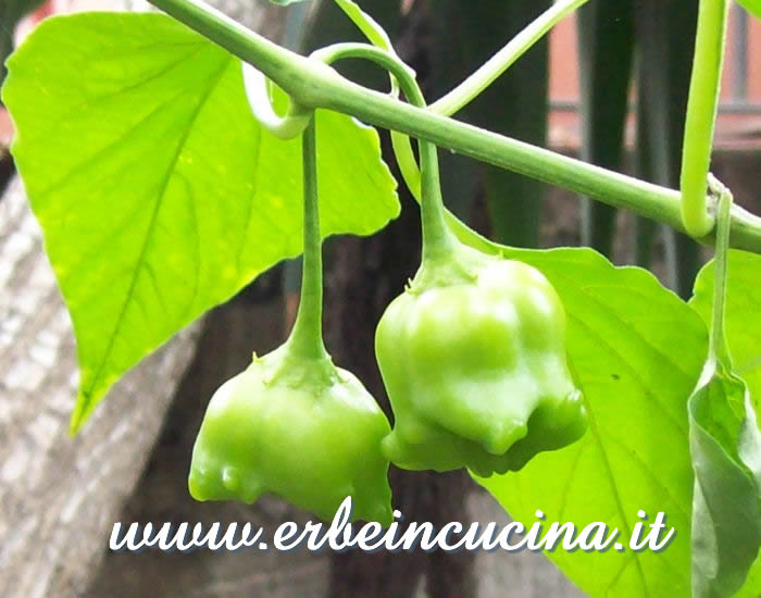 Peperoncini Rocotillo non ancora maturi / Unripe Rocotillo chili pepper pods