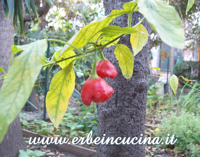 Peperoncini Rocotillo maturi / Ripe Rocotillo chili pepper pods