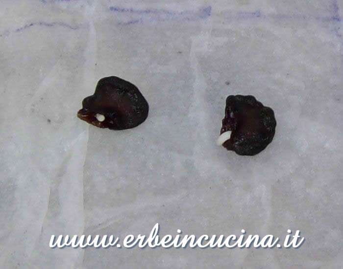 Rocoto, semi con radichetta / Rocoto, germinated seeds