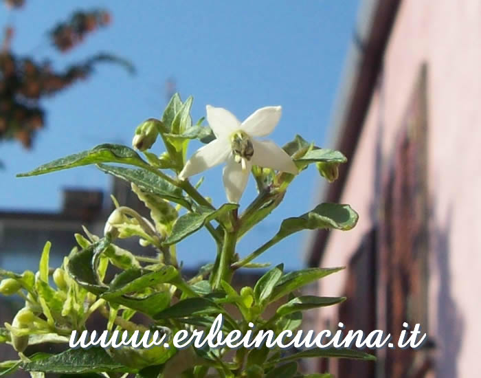 Fiore di peperoncino Rooster Spur / Rooster Spur chili pepper flower