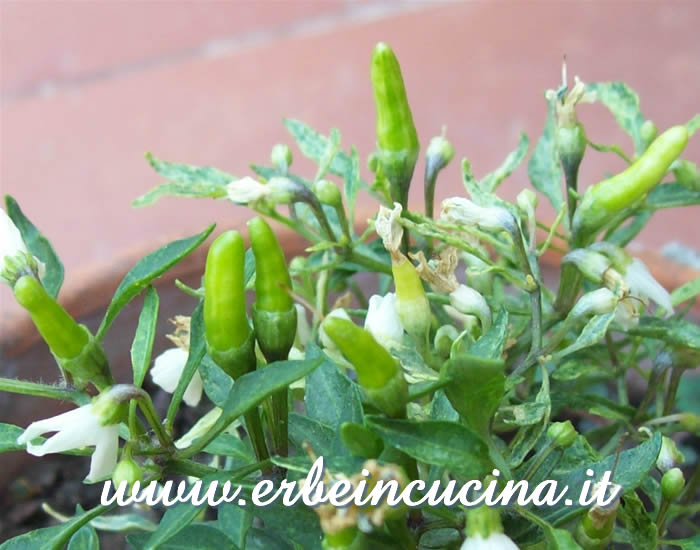 Peperoncini Rooster Spur non ancora maturi / Unripe Rooster Spur chili pepper pods