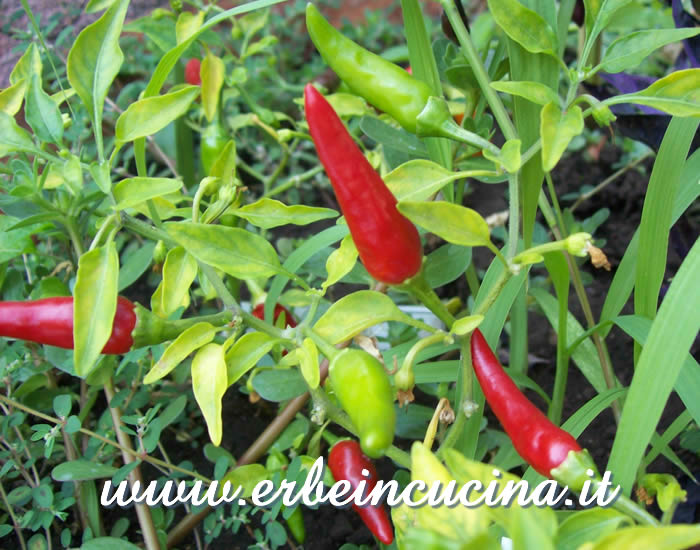 Peperoncini Rooster Spur a vari stadi di maturazione / Ripe and unripe Rooster Spur chili pepper pods