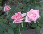 Rosa