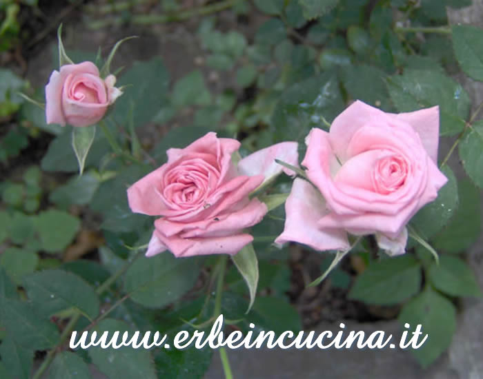 Rose fiorite / Roses