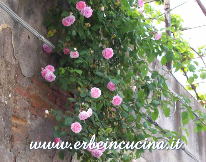 Rose rampicanti / Spring roses