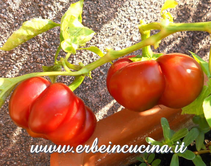 Peperoncini Round of Hungary maturi / Ripe Round of Hungary chili pods