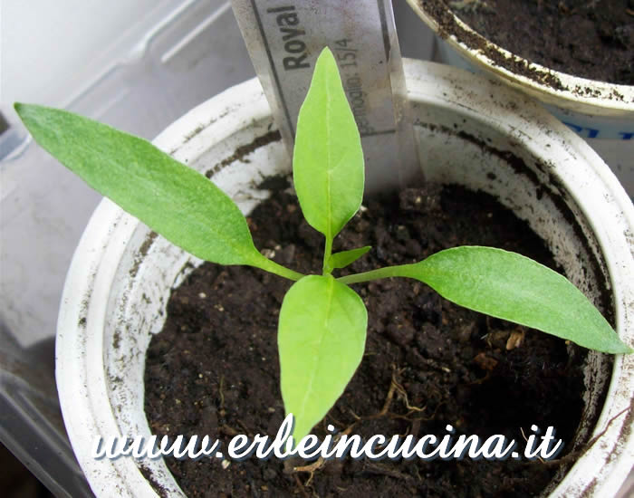 Peperoncino Royal Black, prime foglie vere / Royal Black chili pepper, first true leaves