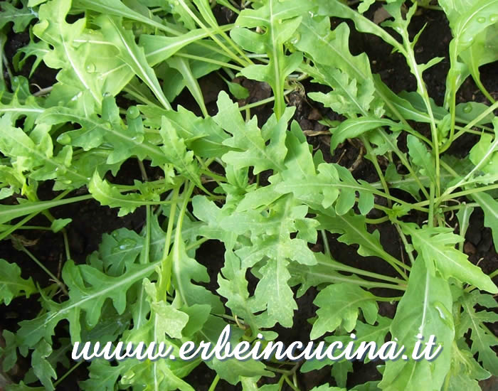 Rucola selvatica pronta da raccogliere / Wild rocket, ready to be harvested