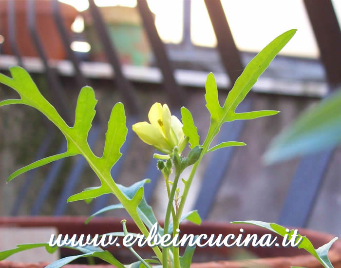 Fiore di rucola selvatica  / Wild rocket flower