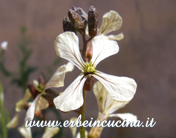 Fiore di rucola Esmee / Esmee rocket flower