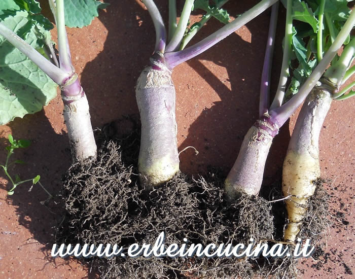 Rutabaga appena raccolta, varietà Gowrie / Harvested Gowrie swede