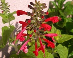 Salvia Coccinea