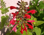 Salvia Coccinea