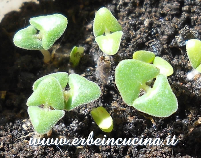 Salvia coccinea appena nata / Newborn scarlet sage