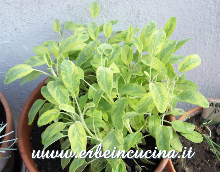 Salvia dorata icterina pronta da raccogliere / Golden Variegated Sage, ready to be harvested