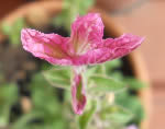 Salvia viridis