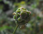 Sanguisorba (salvastrella) minore