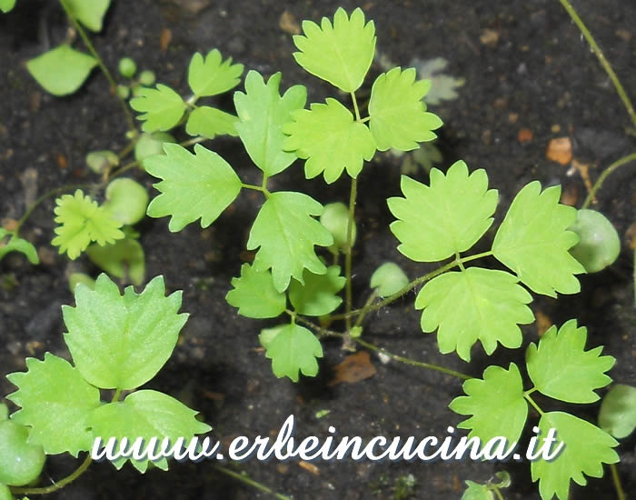 Giovani piante di sanguisorba / Young burnet salad plants