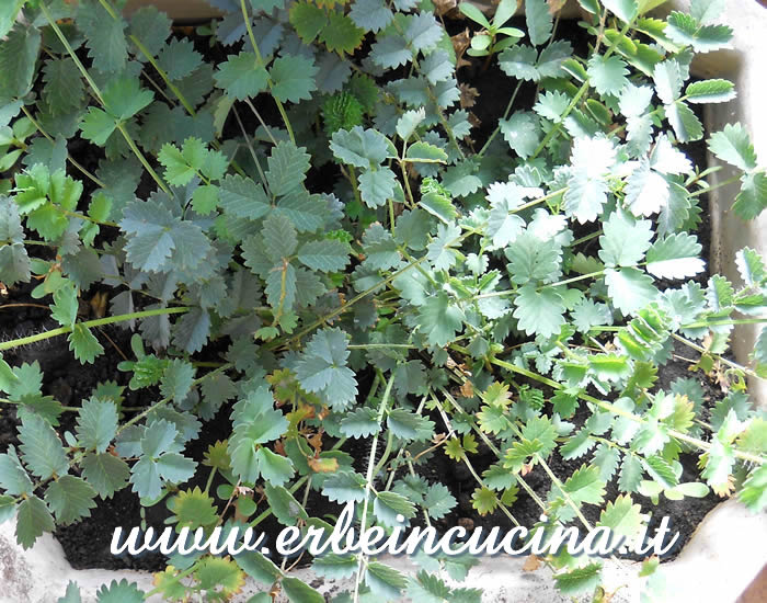 Sanguisorba pronta da raccogliere / Burnet salad, ready to be harvested