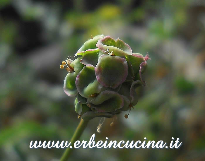 Infiorescenza di sanguisorba (salvestrella) / Burnet salad pod