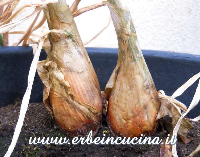 Scalogno pronto da raccogliere / Shallot, ready to be harvested