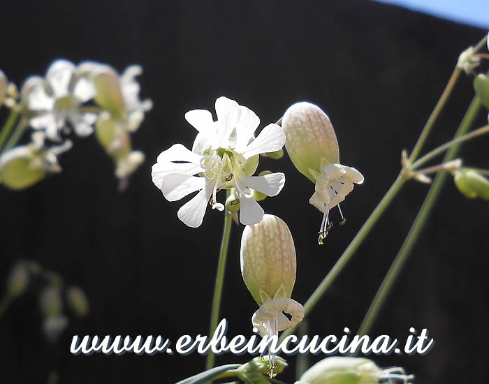 Fiori e boccioli di stridolo (carletti) / Stridolo (sculpit) flowers and buds