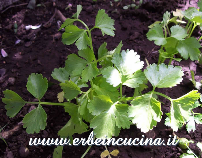 Pianta trapiantata di sedano / Celery, transplanted plant