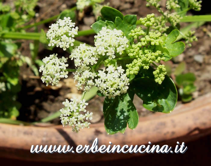 Fiori di sedano / Celery flowers