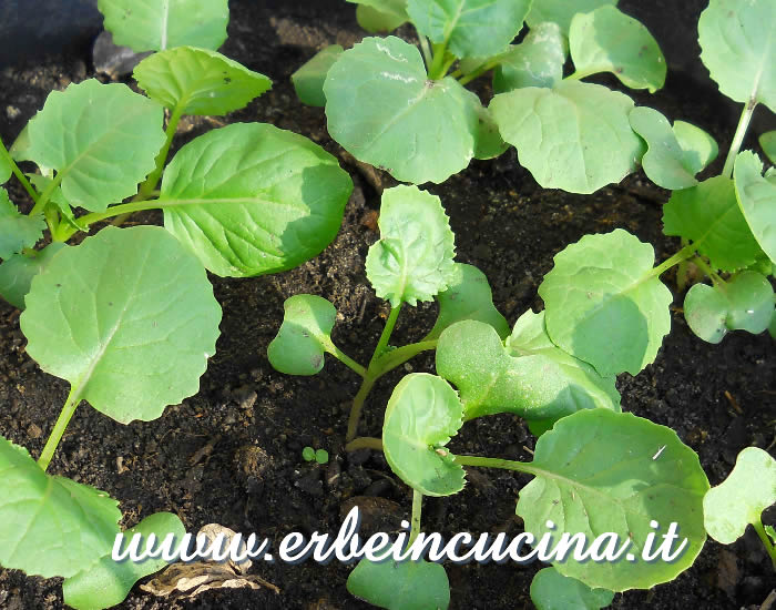 Giovani piante di semposai / Semposai young plants