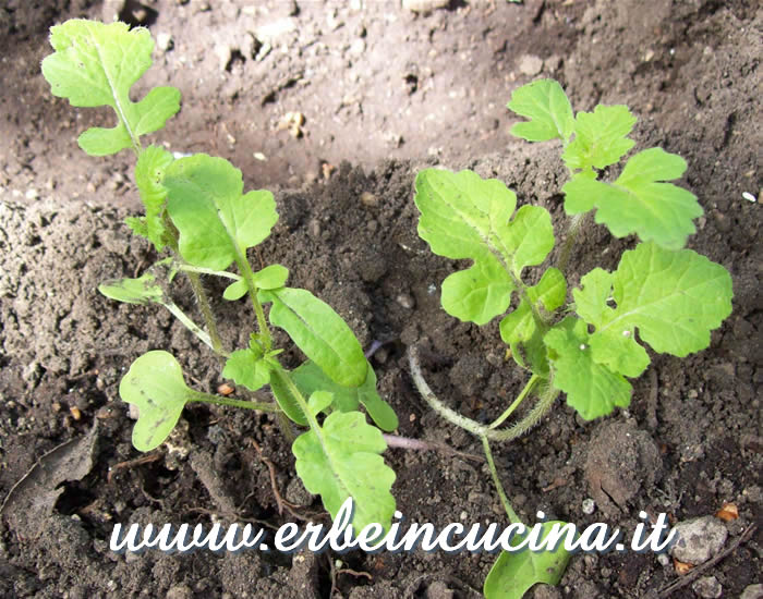 Piante di senape bianca / White mustard plants