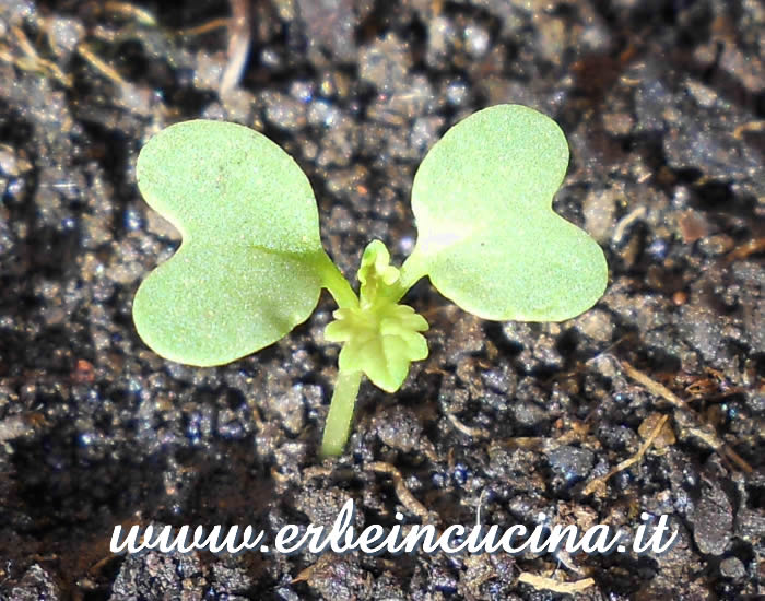 Senape indiana, prima foglia vera / Broad Leaf Mustard, first true leaf