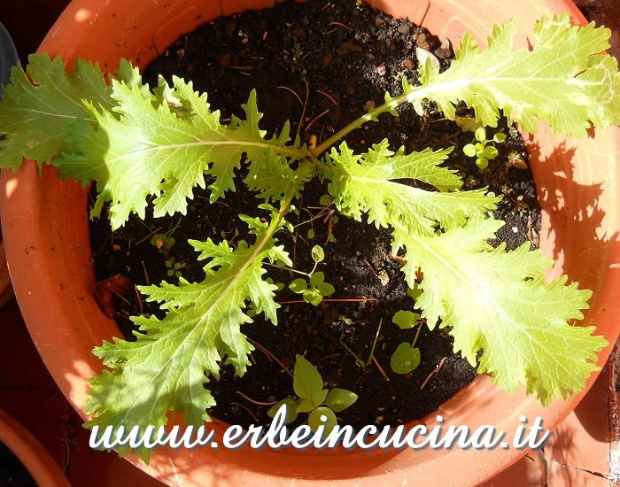 Senape indiana pronta da raccogliere / Broad Leaf Mustard, ready to be harvested