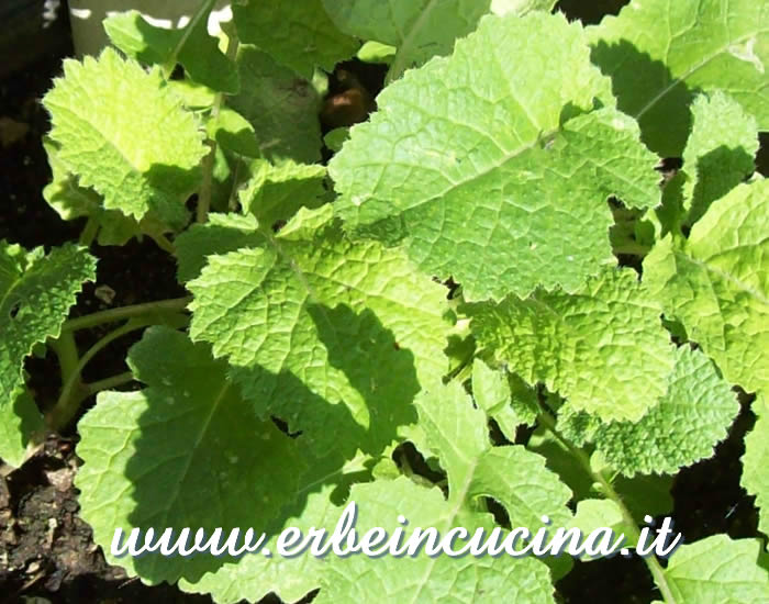 Foglie di senape nera pronte da raccogliere / Black Mustard leaves, ready to be harvested