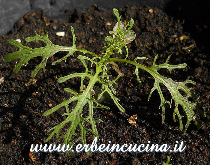 Giovane pianta di senape rossa Red Frills / Mustard Leaf Red Frills, young plant